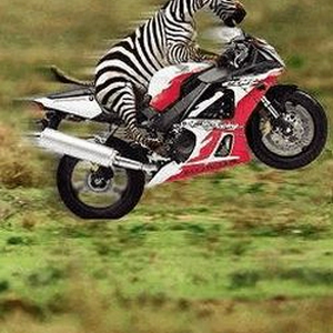 zebra en motor