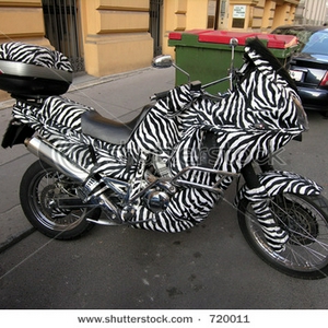 zebramotor