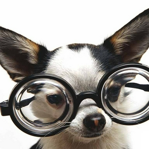 Chihuahua-in-Glasses-animal-humor-1993686-800-600.jpg