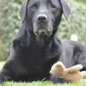 dukie.JPG
