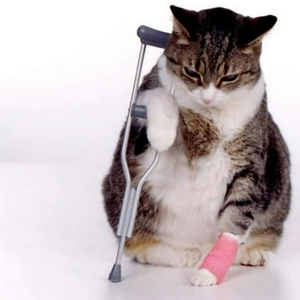 8645-injured-pussy.jpg
