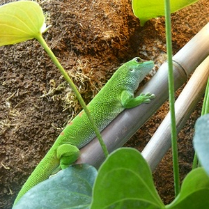 Vlinder5