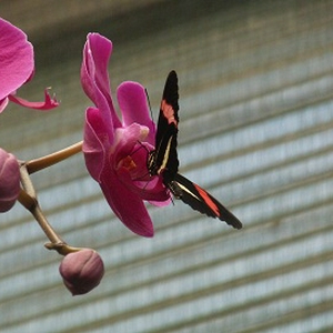 Vlinder3