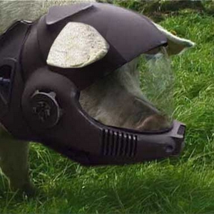 varkenskop.jpg