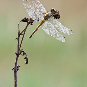 Steenrode Heidelibel