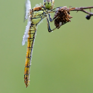 Steenrode Heidelibel