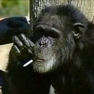 chimpansee-Charlie-300x169.jpg