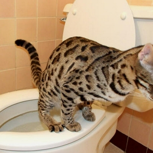 F1 Bakula using the toilet TexasStar  001.jpg